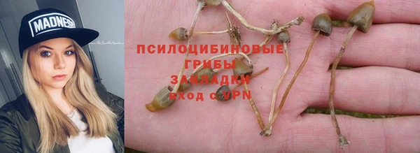прущие грибы Наволоки
